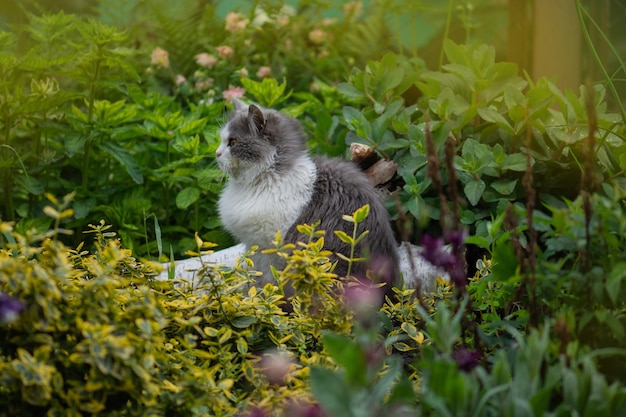 Ritratto di un simpatico gattino di profilo Bellissimo gatto ritratto in natura Gattino che gioca in giardino con fiori sullo sfondo Simpatico gatto divertente che gioca sull'erba verde