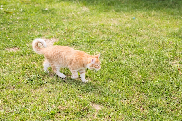 ritratto di un simpatico gatto allo zenzero che cammina in un prato verde soleggiato in una calda serata estiva