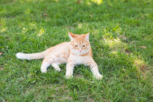 Ritratto di un simpatico gatto allo zenzero sdraiato in un prato verde soleggiato in una calda serata estiva.