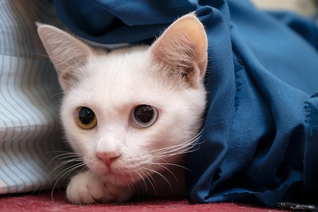 Ritratto di un simpatico gatto bianco con eterocromia iridis