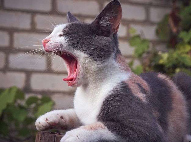 Ritratto di un simpatico gatto divertente.