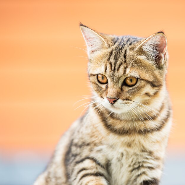 Ritratto di un simpatico gatto marrone