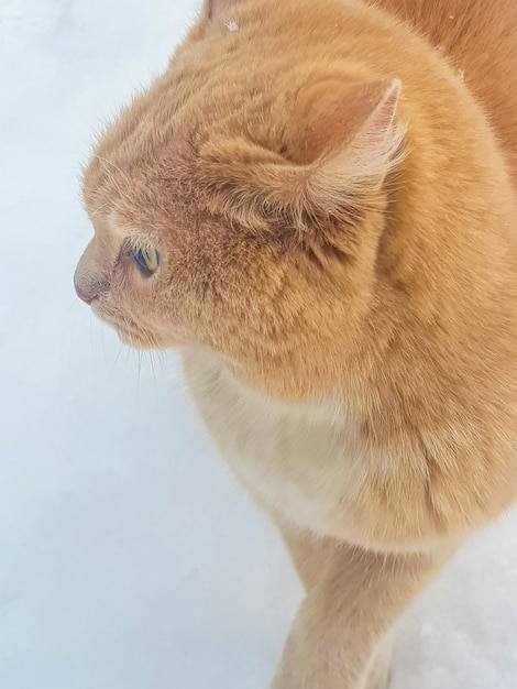 Ritratto di un simpatico gatto rosso nella neve, primo piano, foto verticale.