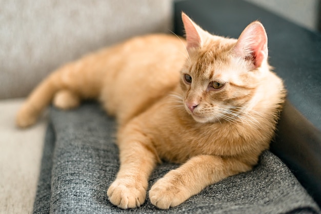 Ritratto di un simpatico gatto soriano dai capelli rossi che riposa su un divano su un plaid grigio.