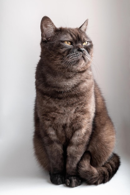 Ritratto di un simpatico gatto tabby grigio con occhi gialli che fa una faccia buffa