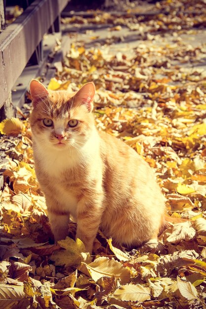 Ritratto di un simpatico gatto zenzero in foglie gialle