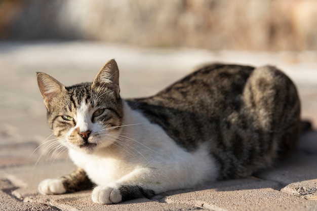 Ritratto di un simpatico gatto