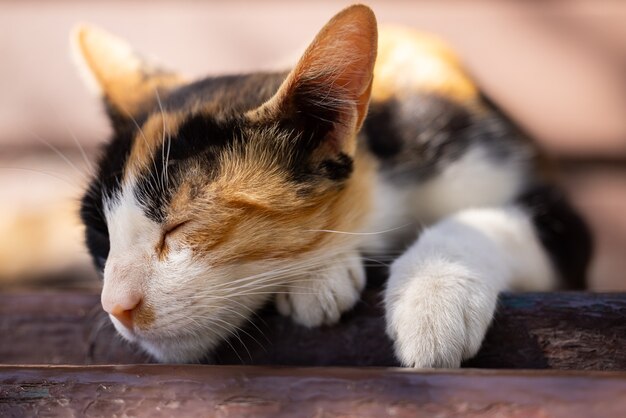 Ritratto di un simpatico gatto