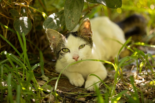 Ritratto di un simpatico gatto