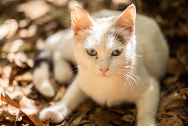 Ritratto di un simpatico gatto