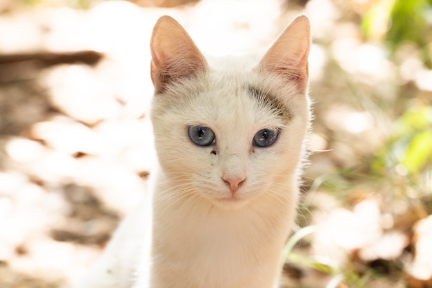 Ritratto di un simpatico gatto