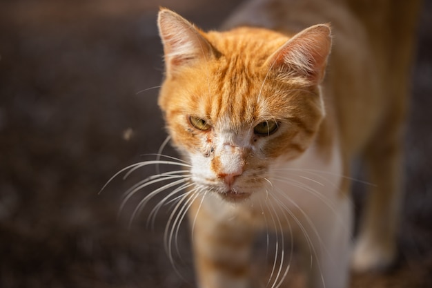 Ritratto di un simpatico gatto