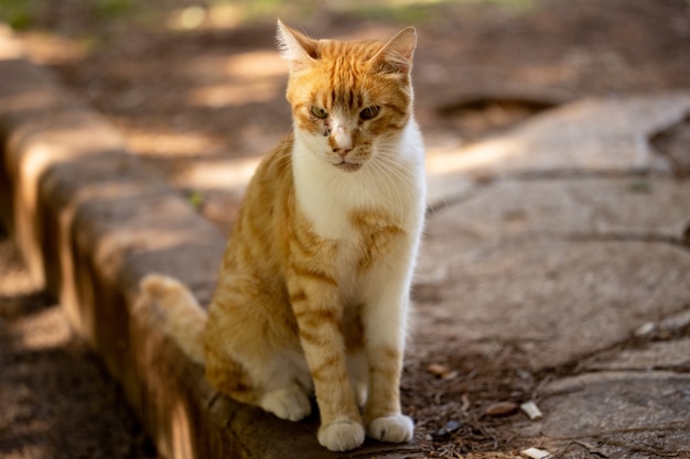 Ritratto di un simpatico gatto