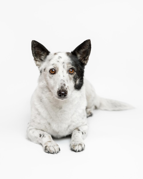 Ritratto di un simpatico piccolo cane bianco e nero sdraiato su uno sfondo bianco.