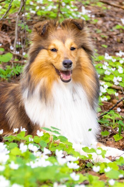 Ritratto di un simpatico sheltie rosso