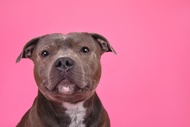 Ritratto di un simpatico Stafford Terrier inglese che guarda la telecamera su uno sfondo rosa