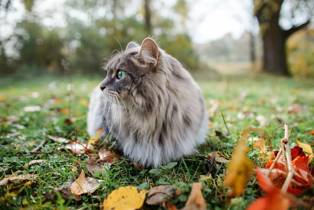 Ritratto di un soffice, gatto grigio con gli occhi verdi, all'aperto