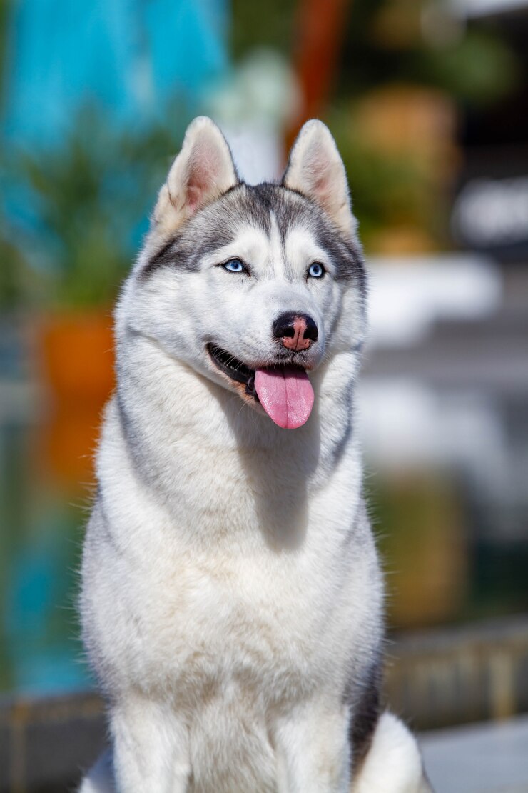 Ritratto di un soffice husky siberiano