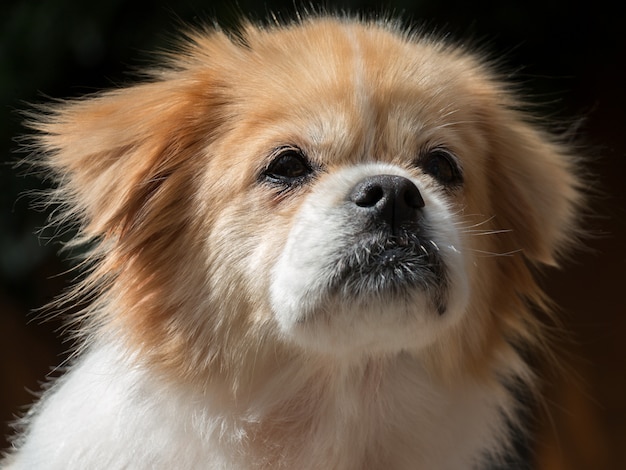 Ritratto di un spaniel tibetano seduto nel sole pomeridiano