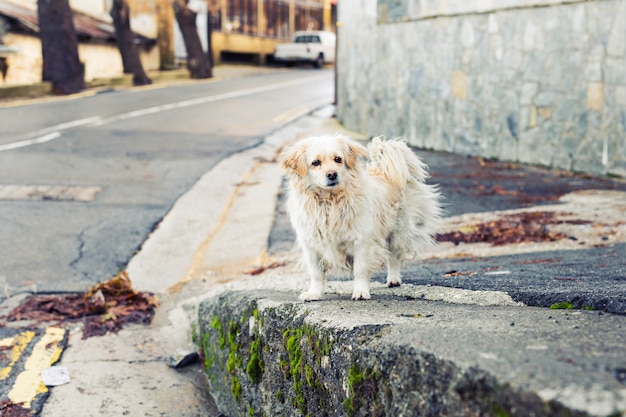 Ritratto di un triste cane senza casa