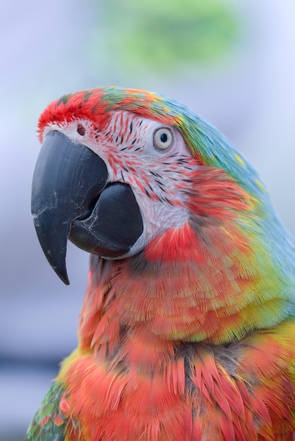 Ritratto di un uccello ara pappagallo con le sue belle e colorate piume