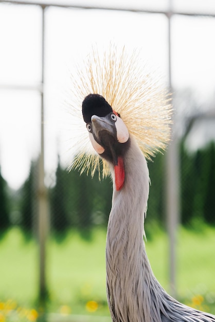 Ritratto di una bella gru coronata nello zoo