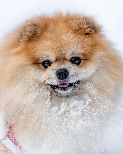 Ritratto di una bella Pomerania nella neve su sfondo bianco