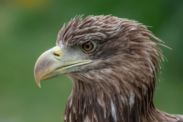 Ritratto di una bellissima aquila dalla coda bianca (Haliaeetus albicilla).