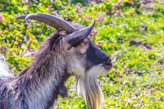 Ritratto di una capra con le corna in un profilo contro uno di erba verde in una giornata di sole