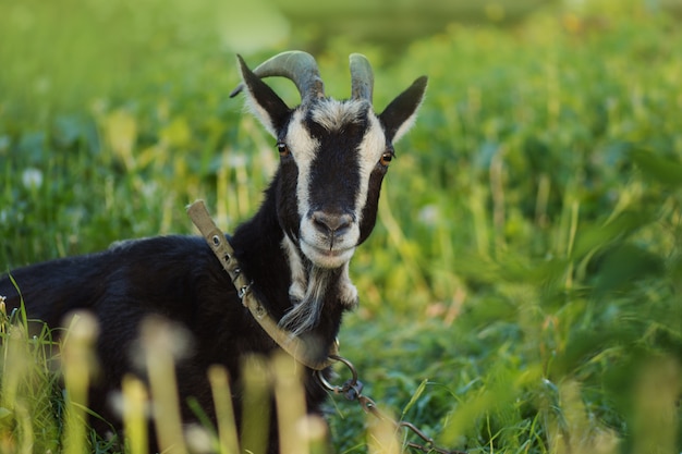 Ritratto di una capra nera, erba di alimentazione capra nera