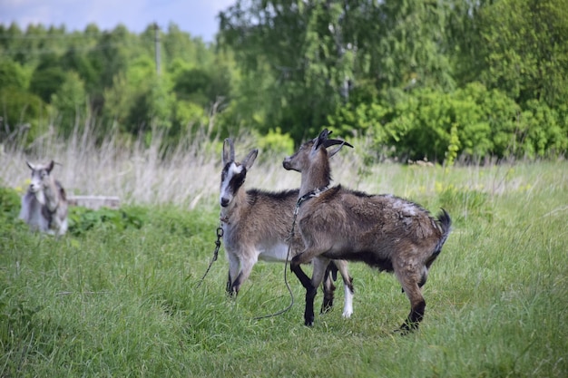 Ritratto di una capra pascola in un prato Ulyanovsk Russia