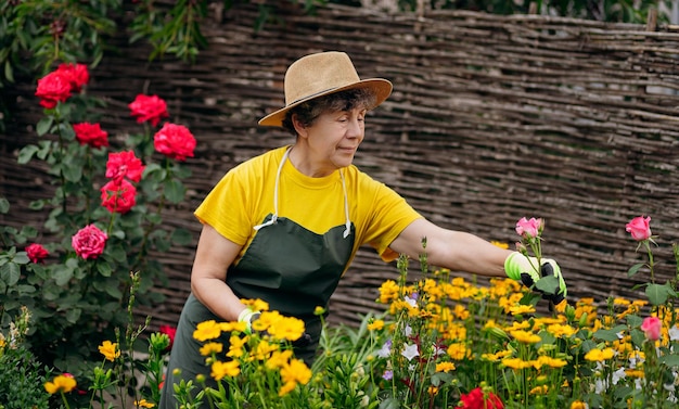 Ritratto di una donna anziana giardiniere in un cappello che lavora nel suo cortile con rose Il concetto di giardinaggio che cresce e si prende cura di fiori e piante