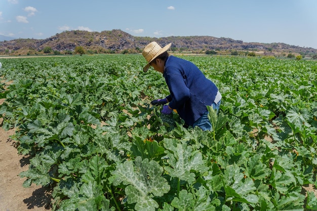 Ritratto di una donna latina che raccoglie zucchine in Messico