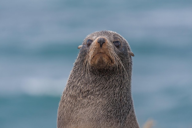 Ritratto di una foca da vicino