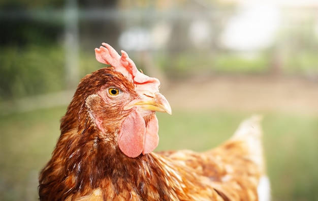 Ritratto di una gallina marrone in una fattoria