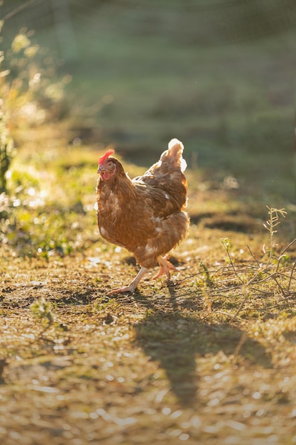 Ritratto di una gallina ruspante in una fattoria