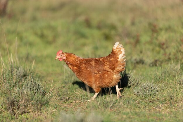 Ritratto di una gallina ruspante in una fattoria