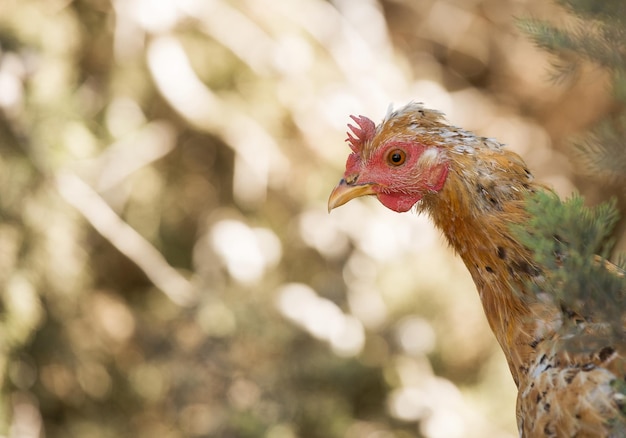 Ritratto di una gallina su un albero