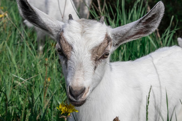 Ritratto di una giovane capra con piccole corna su un'erba verde