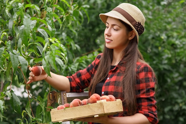 ritratto di una giovane donna giardiniera che raccoglie pesche dall'albero Ragazza sulla scala nel giardino Concetto di raccolta dell'agricoltura giardiniera