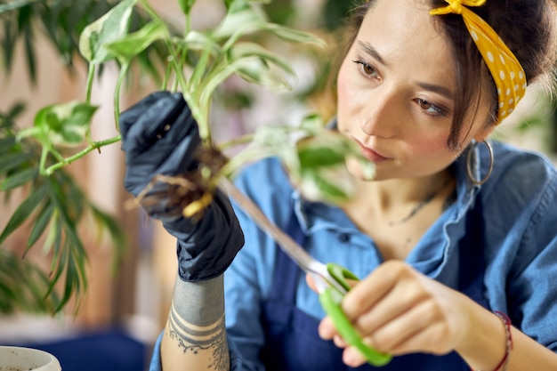 Ritratto di una giovane donna giardiniere che sembra concentrata mentre si taglia la pianta della casa ripiantando a