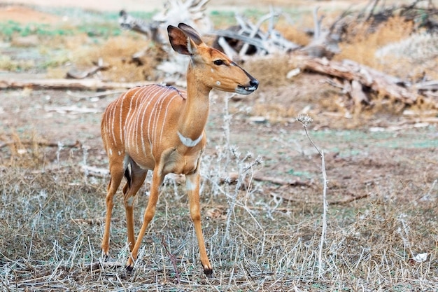 ritratto di una giovane grande antilope