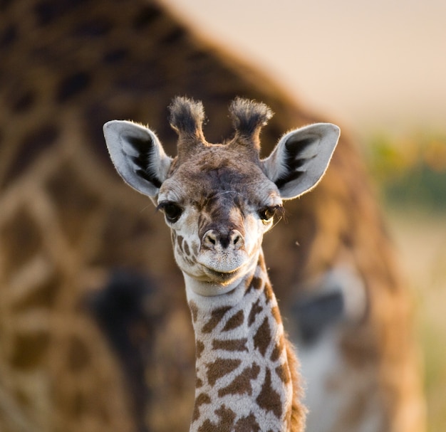 Ritratto di una giraffa bambino.