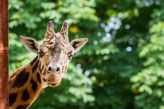 Ritratto di una giraffa in primo piano