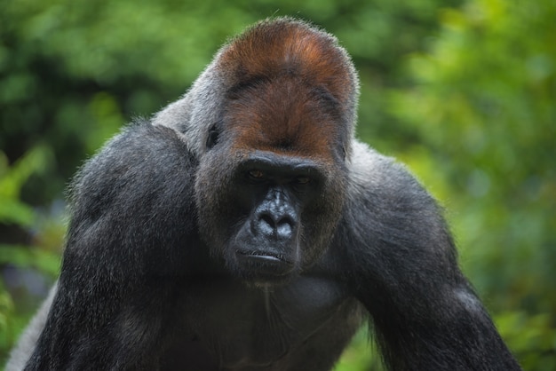 Ritratto di una gorilla di Silverback della pianura ad ovest