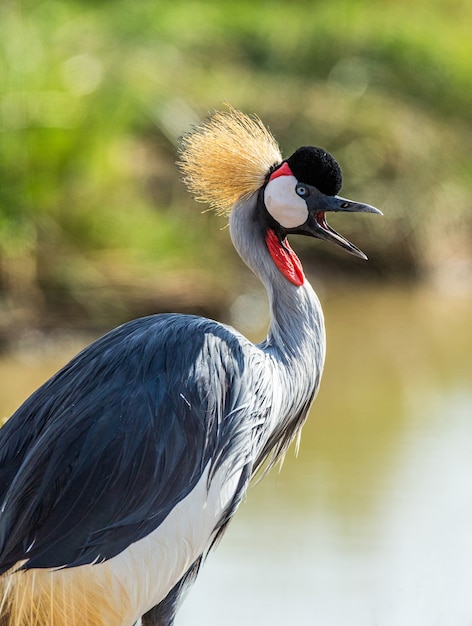 Ritratto di una gru coronata