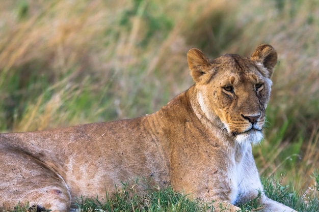 Ritratto di una leonessa di riposo su erba. Masai Mara, in Kenya