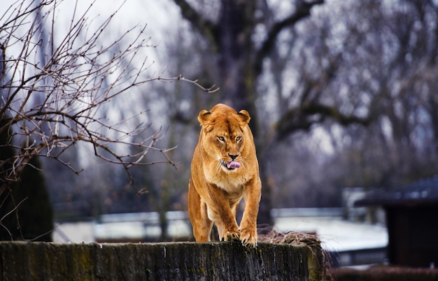 Ritratto di una leonessa