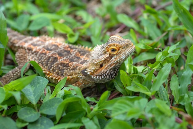 Ritratto di una lucertola drago barbuto