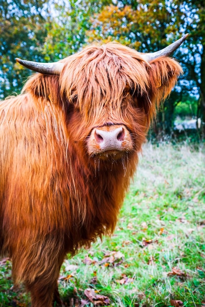 Ritratto di una mucca delle Highland scozzesi nella natura in autunno